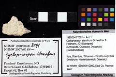 Foto (Objket + Etiketten) von Cycloprosopon stenofrons (Schweitzer & Feldmann, 2010) 